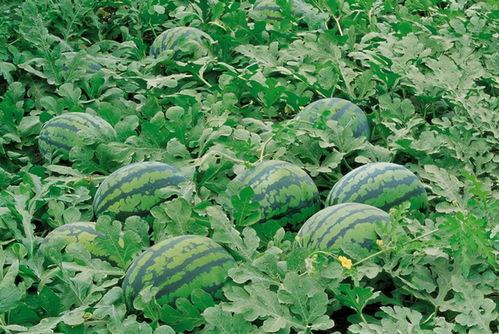 629吃瓜网花店,浪漫花语，传递心意